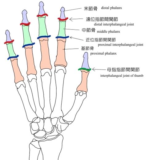 手指第一節|手指